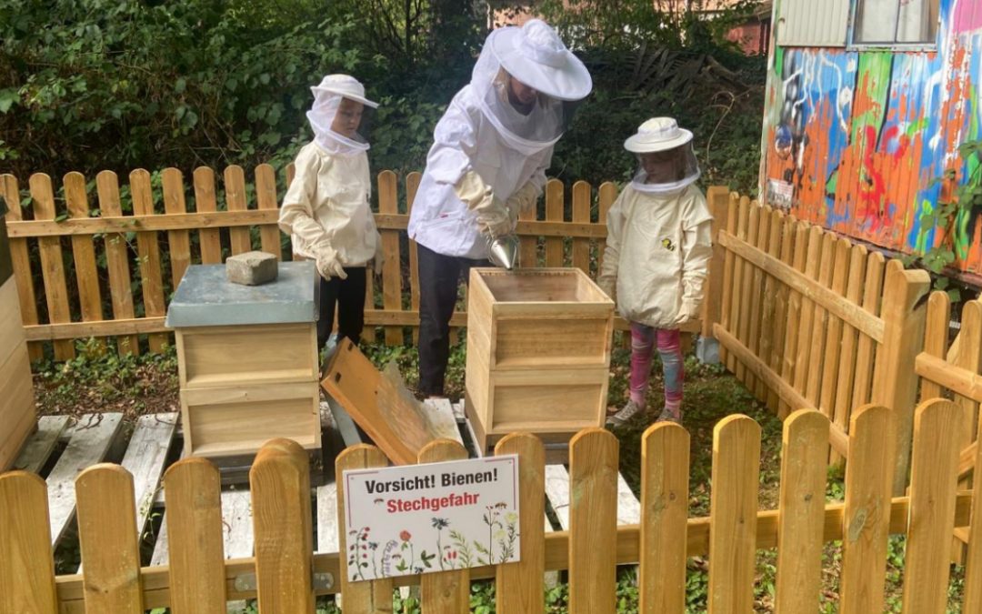 Unsere neuen Bienen im Campanushaus